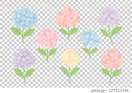 紫陽花の水彩イラスト　各色花パーツセット　梅雨素材 127511748