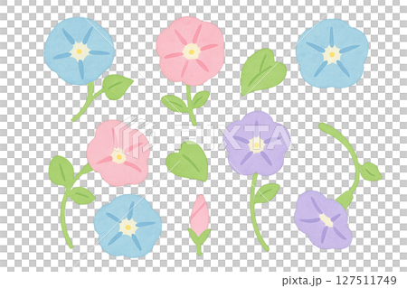朝顔の水彩イラスト　花とつぼみ各方向セット　夏素材 127511749
