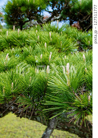 松の若い新芽 127511777