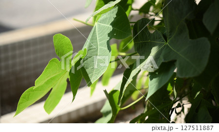 道端に生えた植物の葉 道端に生えた植物の葉 127511887