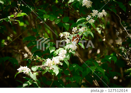 花の蜜を吸うコミスジチョウ 127512014