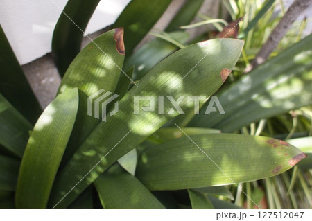 観葉植物 127512047