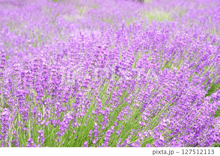 ラベンダーの花 ラベンダーの花 127512113