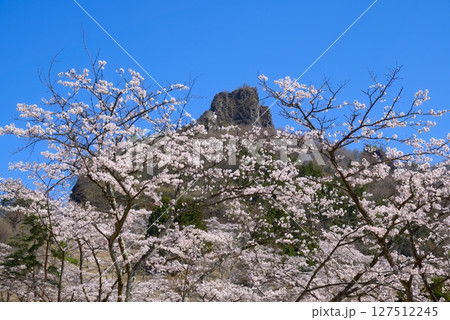妙義さくらの里、桜と筆頭岩 127512245