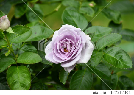 バラ「ブルー・バユー」 Rose "Blue Bajou" 127512306