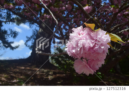 ボタン桜 ボタン桜 127512316
