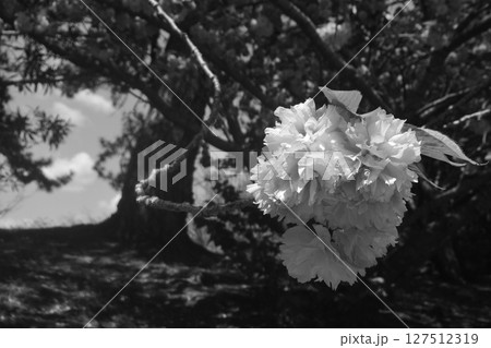 ボタン桜 ボタン桜 127512319