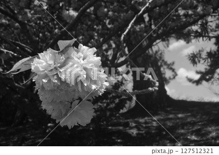 ボタン桜 ボタン桜 127512321