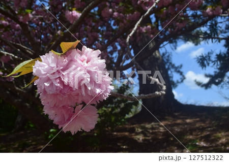 ボタン桜 127512322