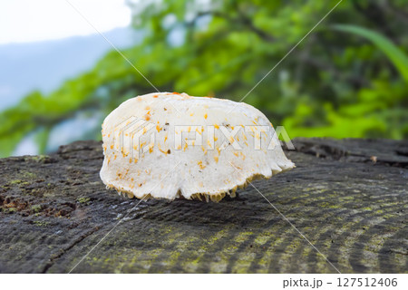 山道の切り株に生えたきのこ 127512406