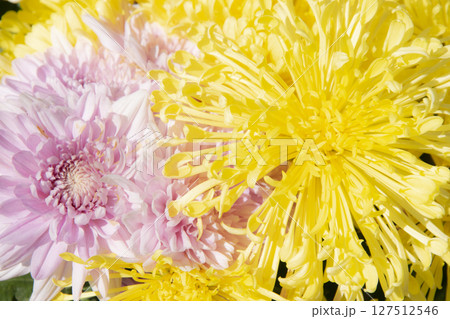 Nature Autumn Floral background. Chrysanthemums blossom season. 127512546