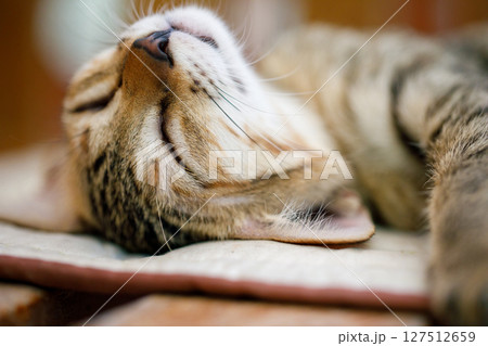 Sleeping tabby kitten full body view lying on fabric bed 127512659