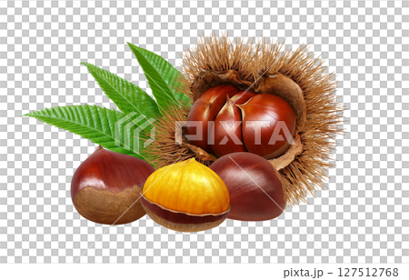 Chestnut illustration realistic chestnut burr 127512768