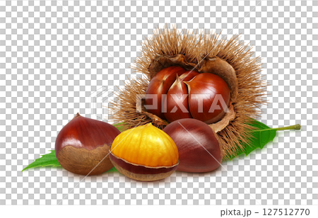 栗子插圖，逼真的栗子毛刺 127512770