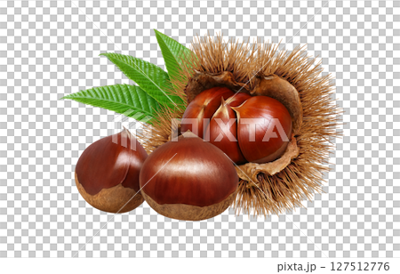 栗子插畫逼真的栗子毛刺 127512776