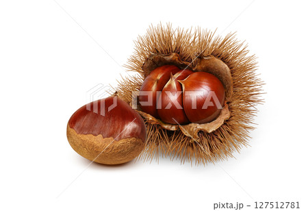 栗 イラスト リアル 毬栗 127512781