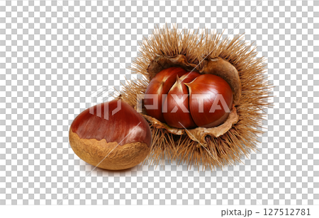 栗 イラスト リアル 毬栗 127512781