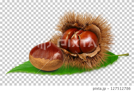 栗子插畫逼真的栗子毛刺 栗子插畫逼真的栗子毛刺 127512786