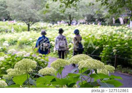 賑わう相模原北公園　あじさいの風景 127512861