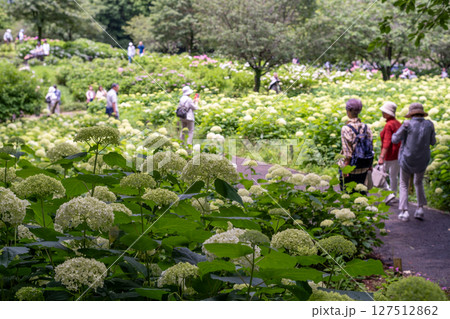 賑わう相模原北公園　あじさいの風景 127512862