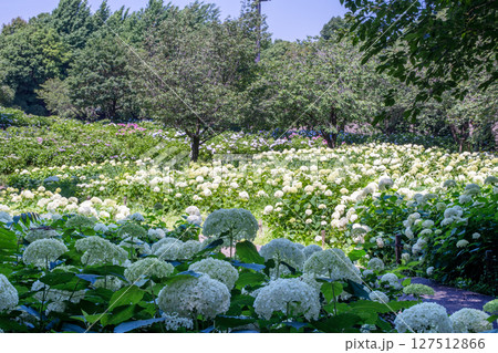 相模原北公園　アナベルの海風景 127512866