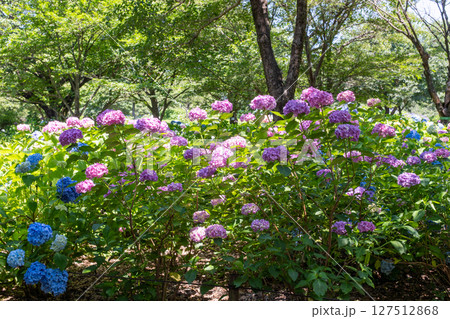 相模原北公園　あじさいの風景 127512868