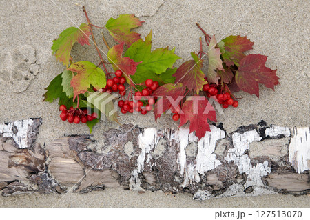 bunches of red viburnum on sea sand and weathered birch log 127513070