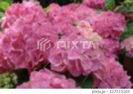 背景にピンクのアジサイの花の提案 背景にピンクのアジサイの花の提案 127513103