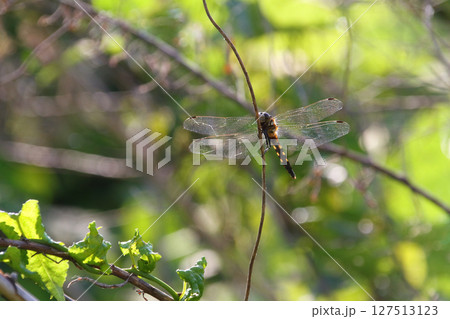 翅を休めるシオカラトンボ 127513123