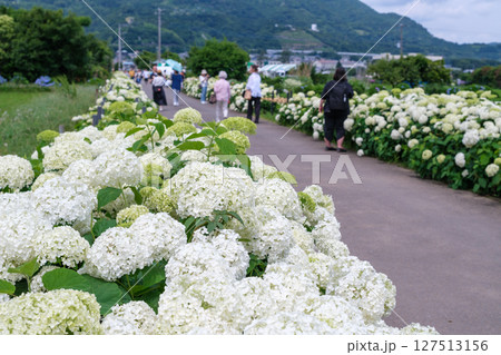 開成町あじさいまつりの風景 神奈川県足柄上郡開成町 開成町あじさいまつりの風景 神奈川県足柄上郡開成町 127513156