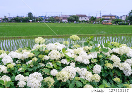 開成町あじさいまつりの風景 神奈川県足柄上郡開成町 開成町あじさいまつりの風景 神奈川県足柄上郡開成町 127513157
