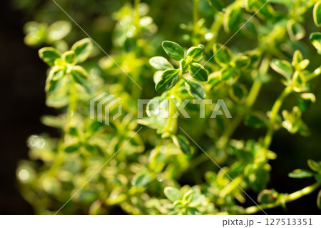 ゴールデンタイムの葉のクローズアップ 127513351