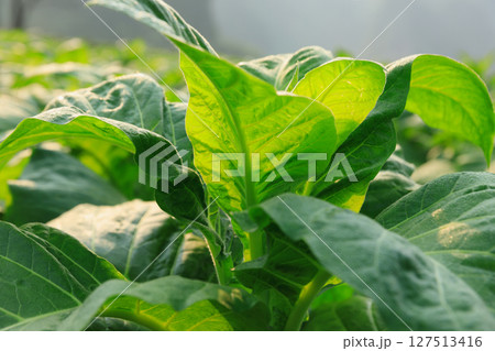 Tobacco leaf plant with dew grow at field 127513416