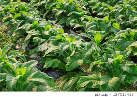 Tobacco leaf plant grow at field 127513418