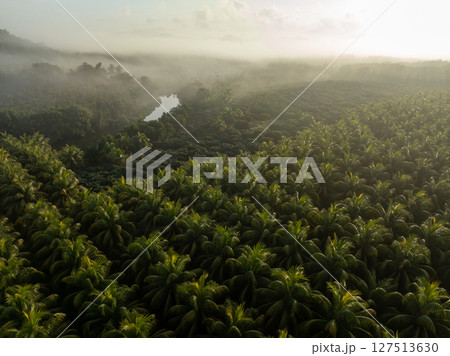 Aerial view of coconut trees field in the sunrise Aerial view of coconut trees field in the sunrise 127513630