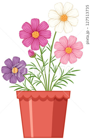 Colorful Cosmos Flowers in a Terracotta Pot Colorful Cosmos Flowers in a Terracotta Pot 127513735