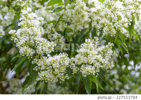 ヤクシマサルスベリ 屋久島百日紅 花 夏 素材 ヤクシマサルスベリ 屋久島百日紅 花 夏 素材 127513784