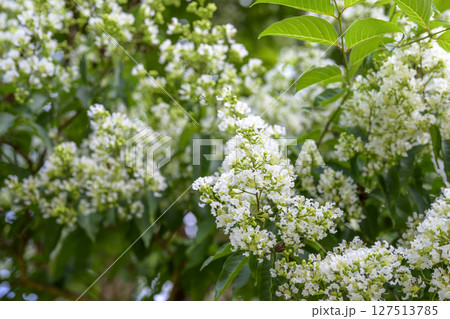 ヤクシマサルスベリ 屋久島百日紅 花 夏 素材 ヤクシマサルスベリ 屋久島百日紅 花 夏 素材 127513785