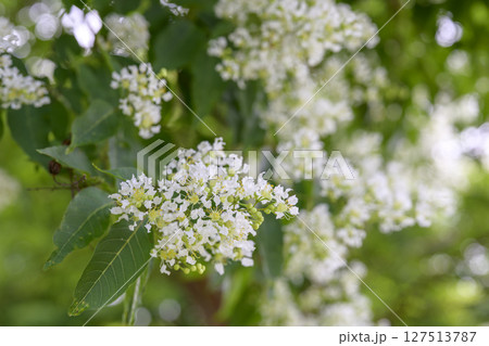 ヤクシマサルスベリ 屋久島百日紅 花 夏 素材 127513787