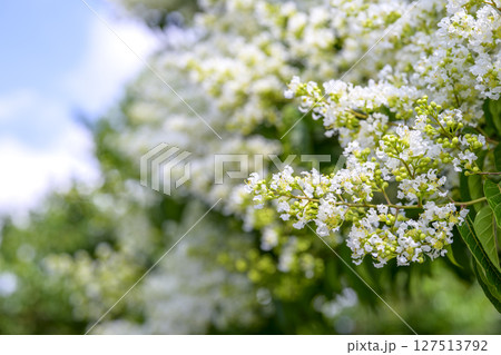 ヤクシマサルスベリ 屋久島百日紅 花 夏 素材 127513792