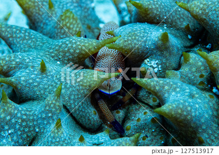 奄美大島のヒトデヤドリエビ 127513917