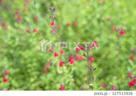 サルビア チェリーセージ 夏 花 素材 127513926
