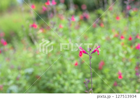 サルビア チェリーセージ 夏 花 素材 サルビア チェリーセージ 夏 花 素材 127513934