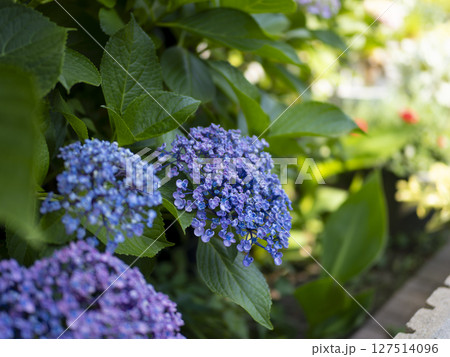 花壇に咲いたアジサイの花 127514096