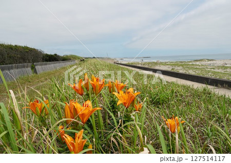 オレンジ色のスカシユリの花が咲き誇る風景 127514117