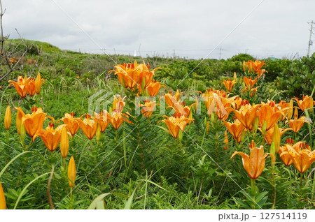 オレンジ色のスカシユリの花が咲き誇る風景 127514119