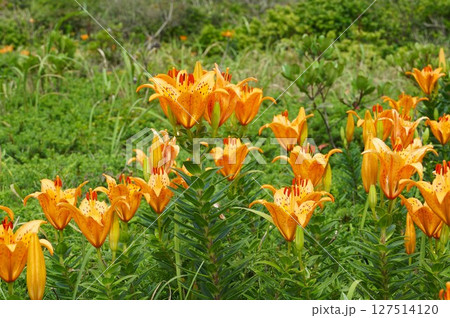 オレンジ色のスカシユリの花が咲き誇る風景 127514120
