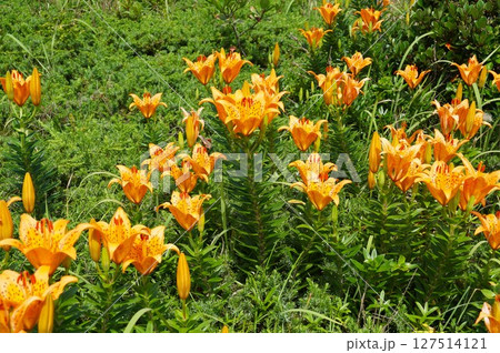 オレンジ色のスカシユリの花が咲き誇る風景 127514121