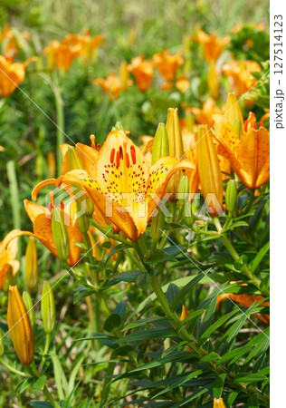 オレンジ色のスカシユリの花が咲き誇る風景 127514123