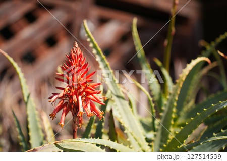 冬に咲くアロエの花 冬に咲くアロエの花 127514539